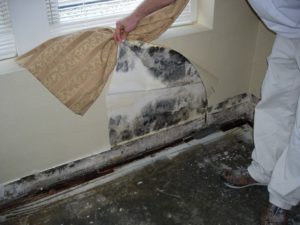 Smart Restoration mold damage kansas city blog