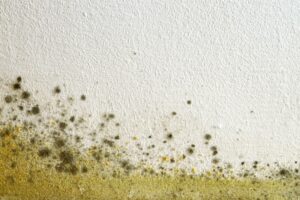 Mold-Removal-2024-SMART-Environmental-Services