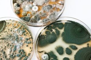 SMART Environmental Services Kansas City Mold Remediation