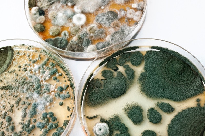 SMART Environmental Services Kansas City Mold Remediation