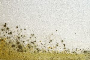 Mold on the wall