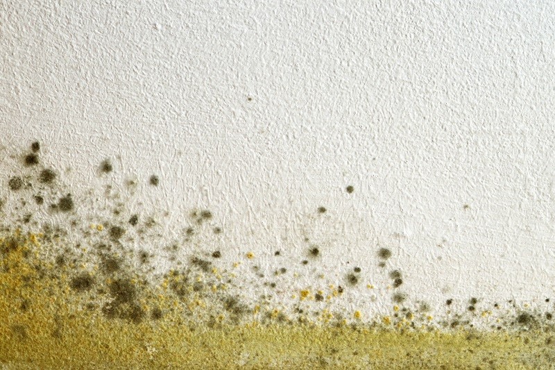 commercial mold remediation SMART Environmental Services Kansas City AdobeStock_202544934