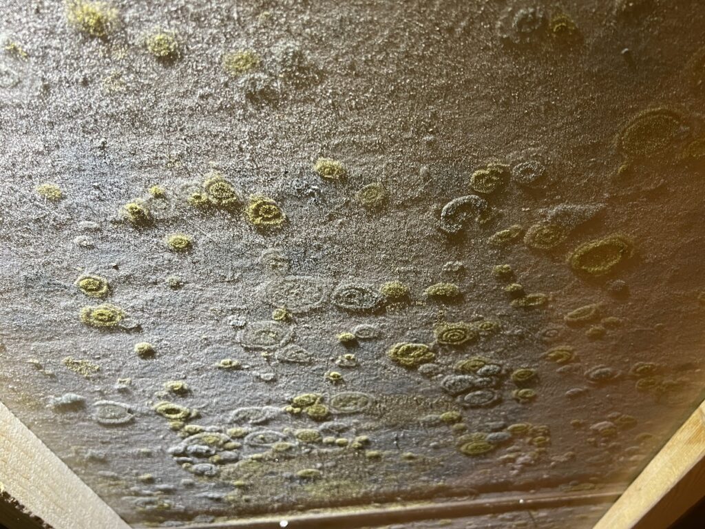 Mold removal SMART Environmental Services Kansas City mold removal Jan 2