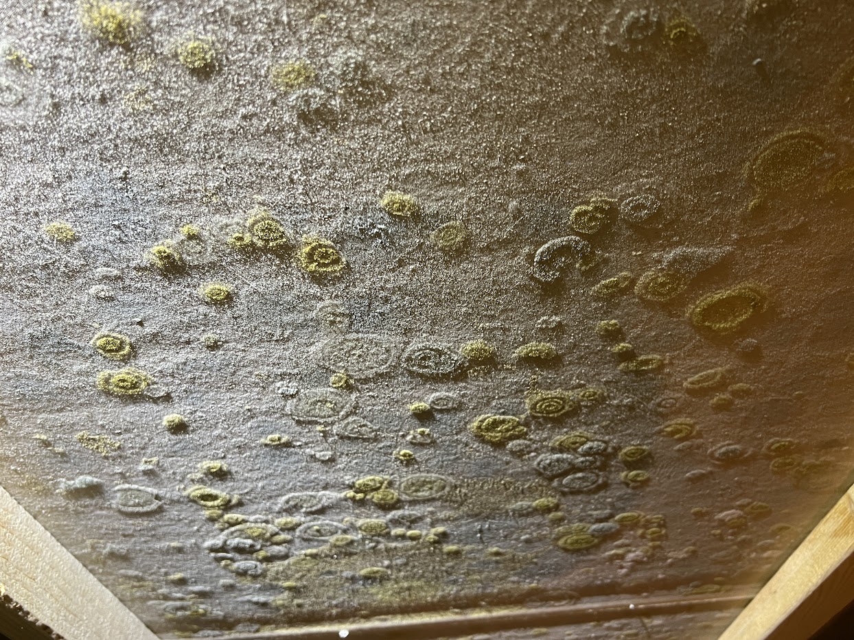 Mold removal SMART Environmental Services Kansas City mold removal Jan 2