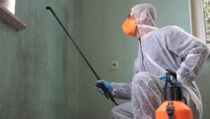A professional removing mold from a wall.