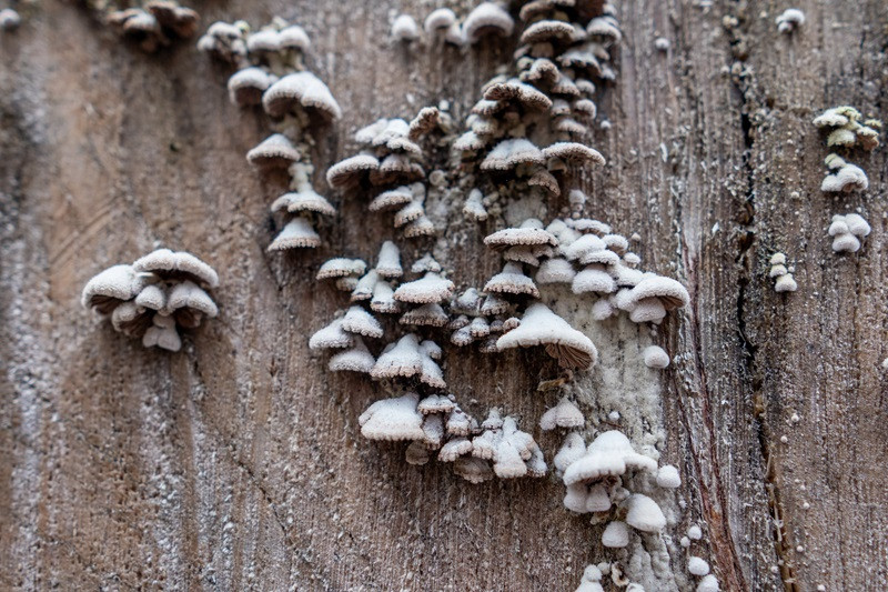 Mold Fungus Grows on Wooden Surface in a Damp Location During the Day AdobeStock_1896572618_Digital advertising REAL Moxie LLC